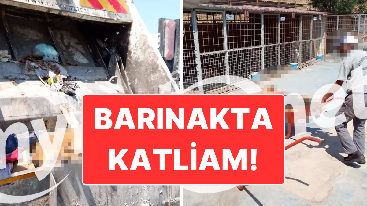 Alaşehir’de Köpek Katliamı İddiası ve Cesetlerin Çöp Arabasına Atılması