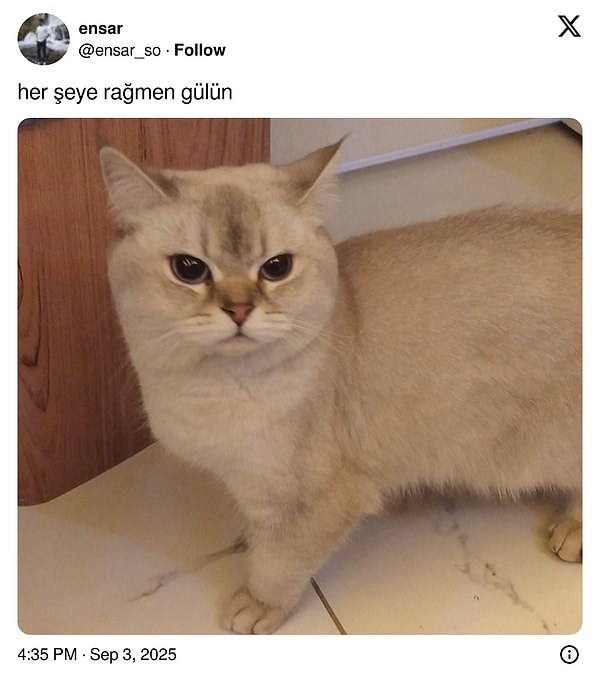 Beş Karış Surat, Yüzünü Açıktan Güler: Hislerini Yansıtan Şasan Kedilerle Eğlence Dolu Anlar!