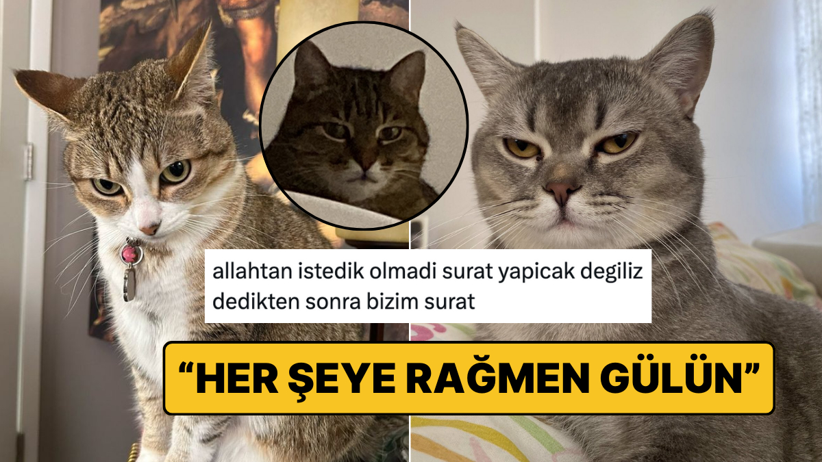 Beş Karış Surat, Yüzünü Açıktan Güler: Hislerini Yansıtan Şasan Kedilerle Eğlence Dolu Anlar!