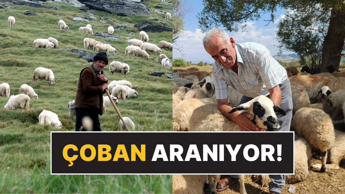 Çoban Krizi: 130 Bin TL Maaşa Rağmen İşçi Bulunamıyor