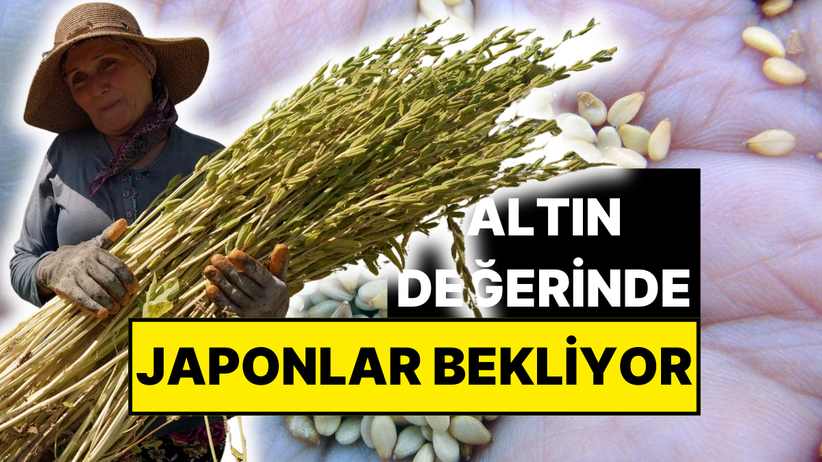 Hasat Başladı: Muğla Eliyle Suşi Japonların Gündeminde