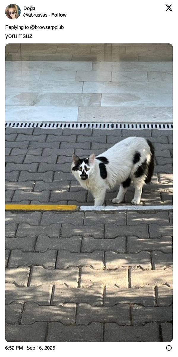 Kediler X’i İşgal Etti: İnterneti Sallayan Fotoğraflarla Kediler Sahiplerini Değiştirdi!