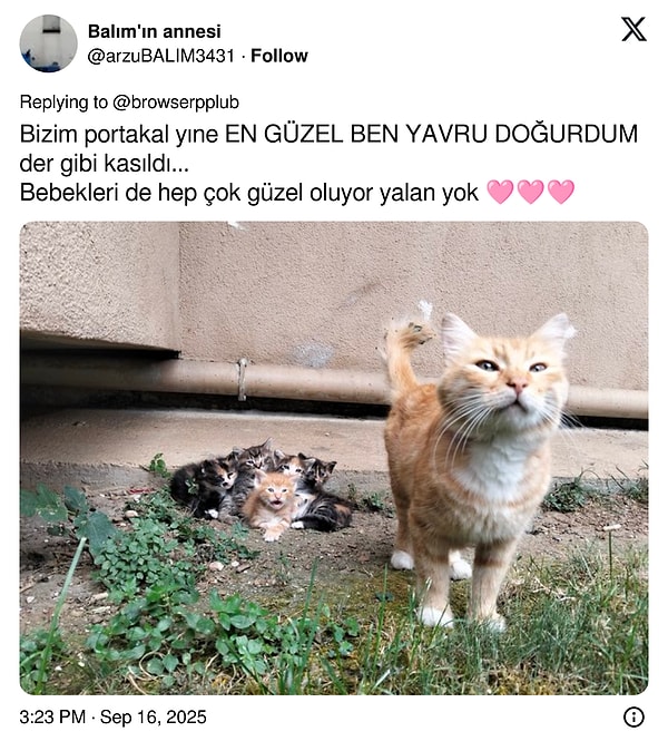 Kediler X’i İşgal Etti: İnterneti Sallayan Fotoğraflarla Kediler Sahiplerini Değiştirdi!