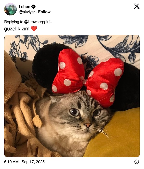 Kediler X’i İşgal Etti: İnterneti Sallayan Fotoğraflarla Kediler Sahiplerini Değiştirdi!