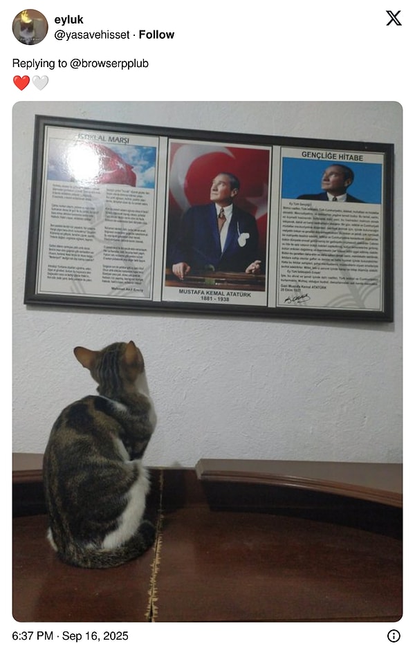 Kediler X’i İşgal Etti: İnterneti Sallayan Fotoğraflarla Kediler Sahiplerini Değiştirdi!