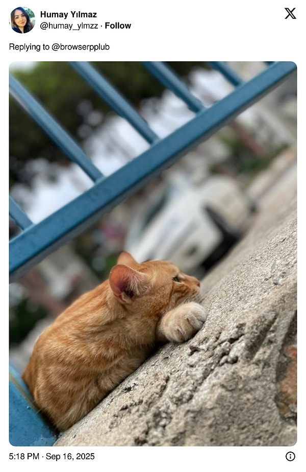 Kediler X’i İşgal Etti: İnterneti Sallayan Fotoğraflarla Kediler Sahiplerini Değiştirdi!