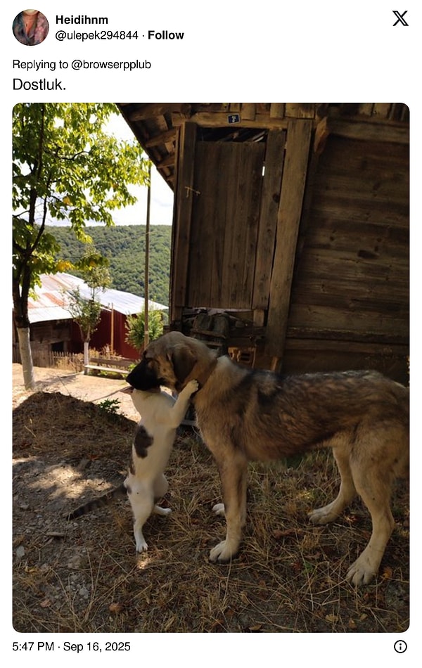 Kediler X’i İşgal Etti: İnterneti Sallayan Fotoğraflarla Kediler Sahiplerini Değiştirdi!