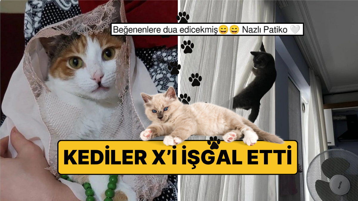 Kediler X’i İşgal Etti: İnterneti Sallayan Fotoğraflarla Kediler Sahiplerini Değiştirdi!