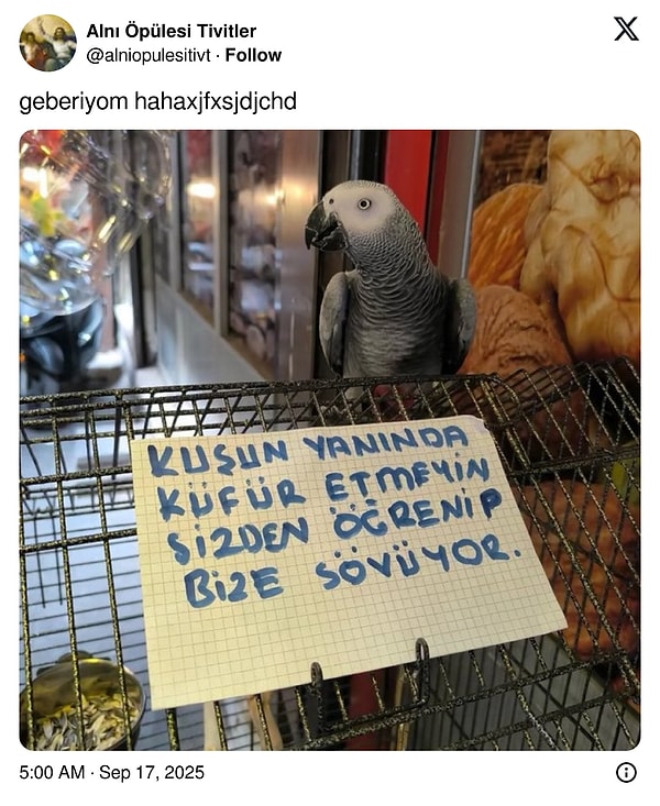 Küfürbaz Papağandan Çocukluğa Kadar: Son 24 Saatin En Olası Viral Tweetleriyle Zıpır ve Şaşırtıcı Bir Yolculuk!