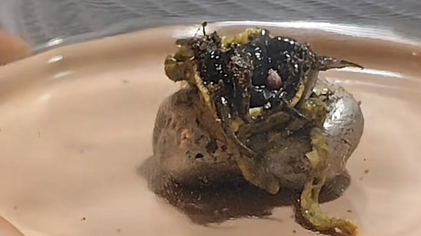 Panama'daki Venom Benzeri Meteor ve Asıl Gerçek
