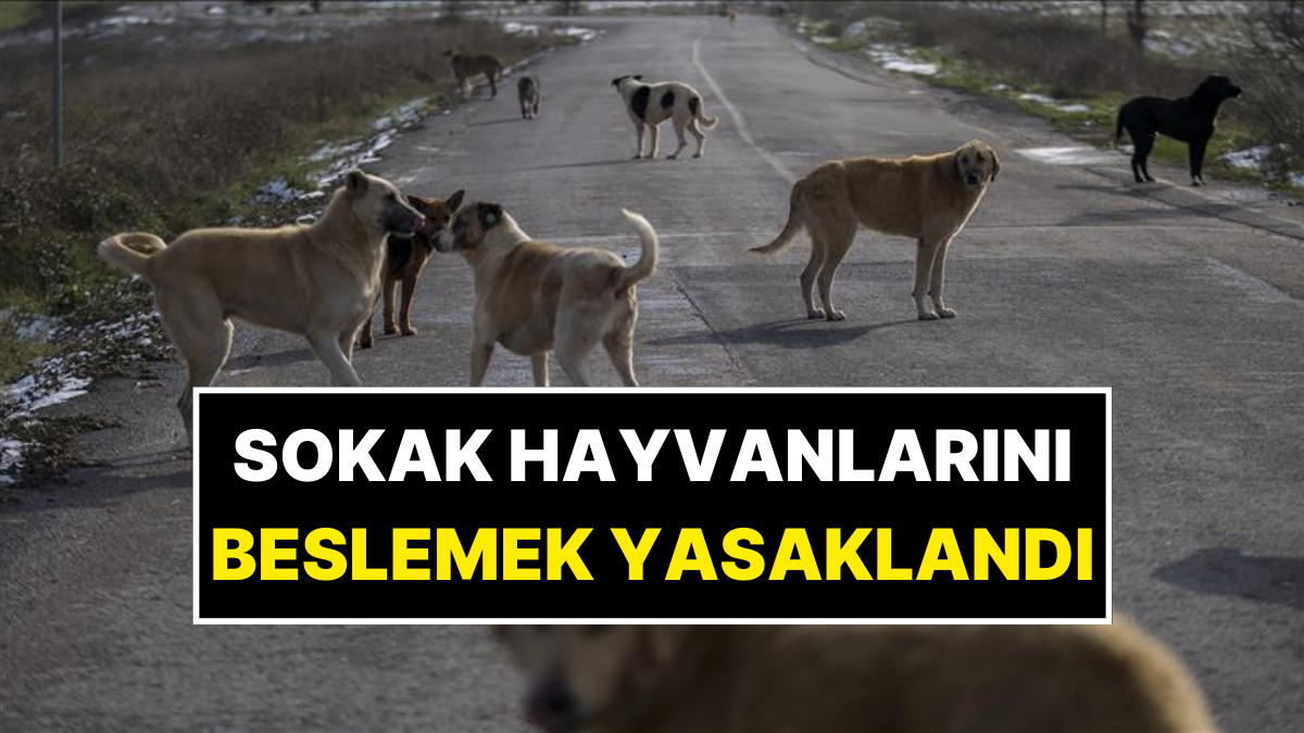 Sokak Hayvanlarına Bakım Yasaklandı: Valiliğe Tepkiler Büyüyor