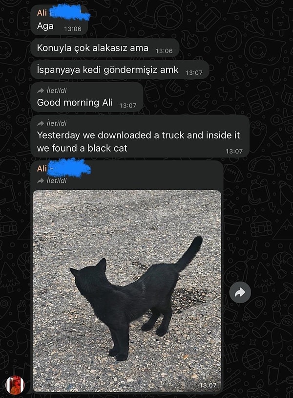 Türkiye'den İspanya'ya Giden Kedi Macerası: Yanlışlıkla Gösterişli Goygoy Malzemesi Oldu!