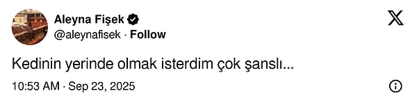 Türkiye'den İspanya'ya Giden Kedi Macerası: Yanlışlıkla Gösterişli Goygoy Malzemesi Oldu!