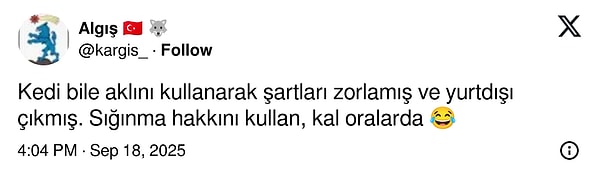 Türkiye'den İspanya'ya Giden Kedi Macerası: Yanlışlıkla Gösterişli Goygoy Malzemesi Oldu!