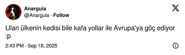 Türkiye'den İspanya'ya Giden Kedi Macerası: Yanlışlıkla Gösterişli Goygoy Malzemesi Oldu!
