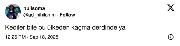Türkiye'den İspanya'ya Giden Kedi Macerası: Yanlışlıkla Gösterişli Goygoy Malzemesi Oldu!
