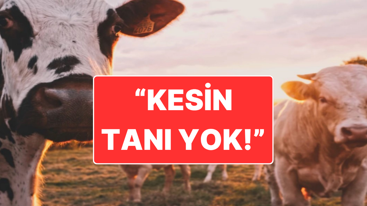 Ankara’daki Deli Olduğu İddiası Yalanlandı: Tetkikler Sürüyor