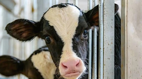 Deli Dana Hastalığı Ankara’dan Bolu’ya Taşındı: Bolu’da Görüldü