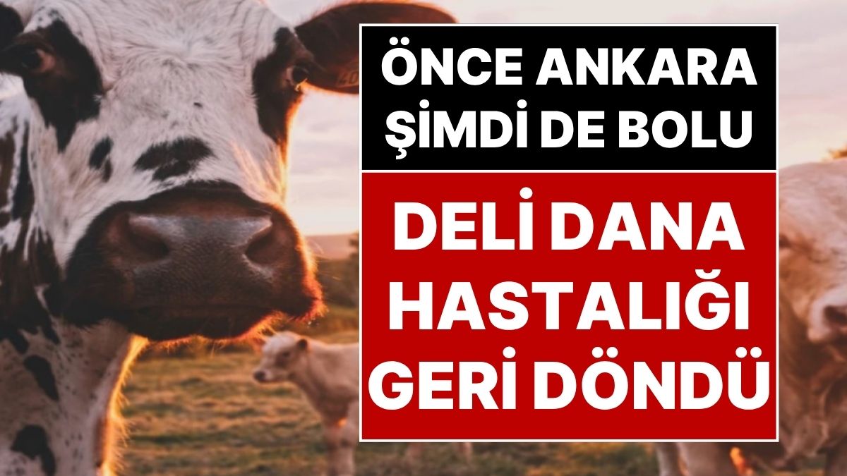 Deli Dana Hastalığı Ankara’dan Bolu’ya Taşındı: Bolu’da Görüldü