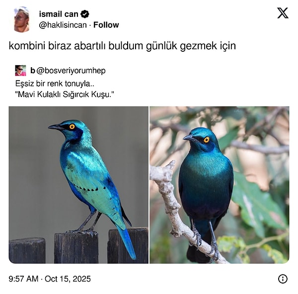 Gizemli Isırıklar ve Altın Dolu Günler: Son 24 Saatin En Viral Şakalı Kuralar!