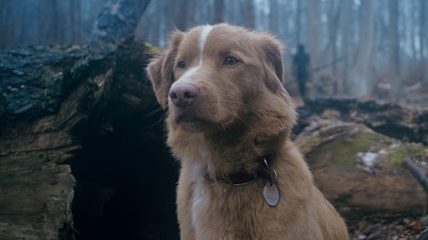Good Boy’un Köpek Yıldızı Oscar’a Göz Koydu: En İyi Erkek Oyuncu Kategorisi İçin Rekabetten Bahsediliyor