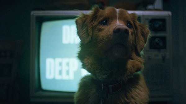 Good Boy’un Köpek Yıldızı Oscar’a Göz Koydu: En İyi Erkek Oyuncu Kategorisi İçin Rekabetten Bahsediliyor