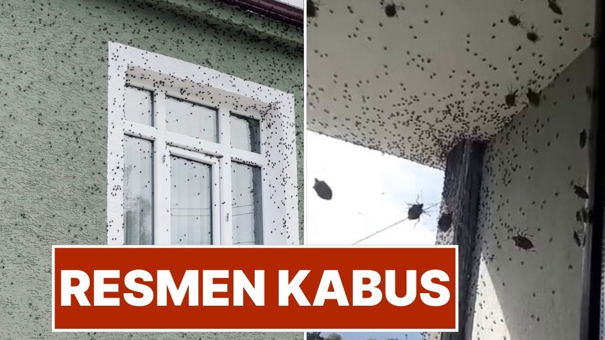 Kabusla Mücadele: Kahverengi Kokarca Böceği Geri Döndü, Ürünlere Zarar Veriyor