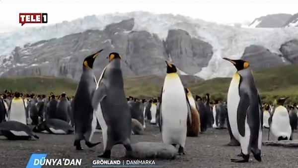 Kayyum Sonrası TELE1’de İlk Yayın: Penguen Belgeseli