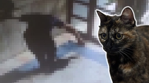 Kedi Katilinin Cezası: Üst Sınır Hapis