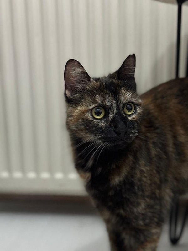 Kedi Katilinin Cezası: Üst Sınır Hapis