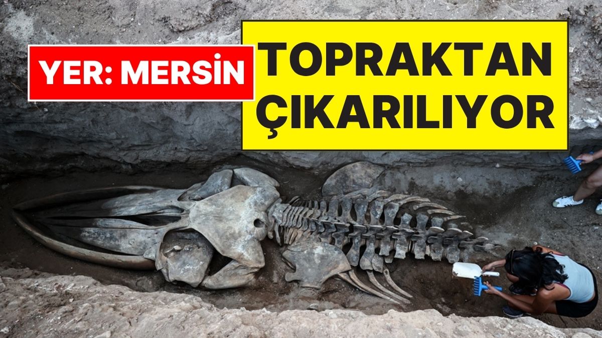Mersin’de Sahile Vuran 14 Metrelik Fin Balinası İskeleti Gömülü Topraktan Çıkarılıyor