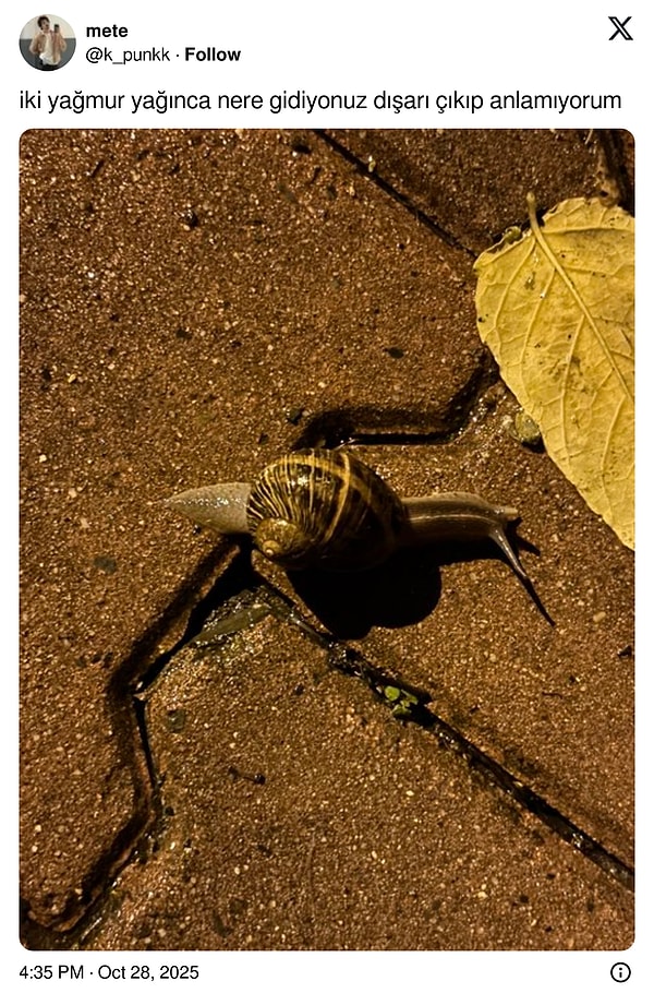 Salyangozlara Sorsak Yarı Şaka, Yarı Viral: Son 24 Saatin En Havalı Tweetleriyle Çakmak Hacılayan Arkadaşa Şaşırtıcı Hız! 🚀