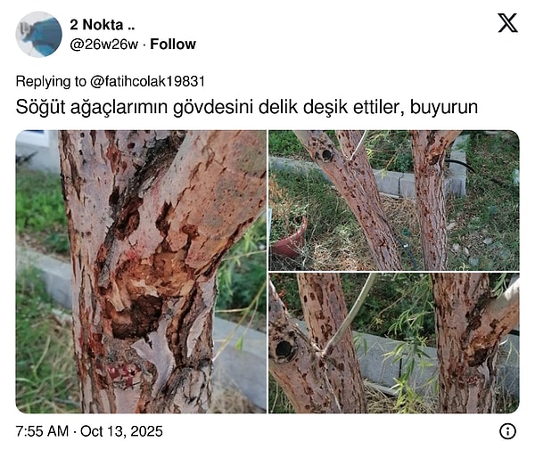 Son Virajda Kokarcadaki Felaket Türkiye’de Artıyor