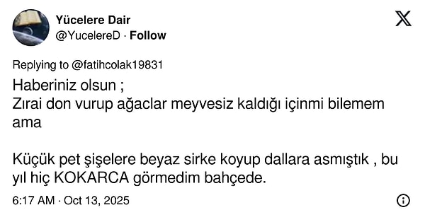 Son Virajda Kokarcadaki Felaket Türkiye’de Artıyor