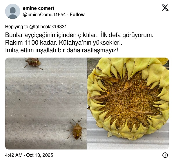 Son Virajda Kokarcadaki Felaket Türkiye’de Artıyor