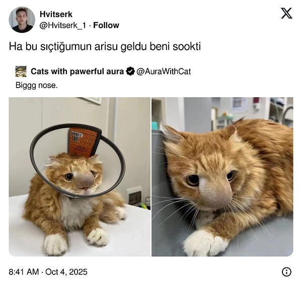 Sürekli İşin İçinde Kalan Kedilerden Son Cümleye Kadar Hafızasını Kaybeden Kedilerin Son 24 Saatteki Viral Tweetleri!