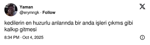 Sürekli İşin İçinde Kalan Kedilerden Son Cümleye Kadar Hafızasını Kaybeden Kedilerin Son 24 Saatteki Viral Tweetleri!