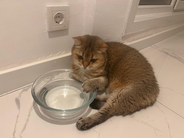 Temizlik Takıntısı ve Tek Noktaya Odaklanma: British Shorthair Artas ve Antidepresana Başladı