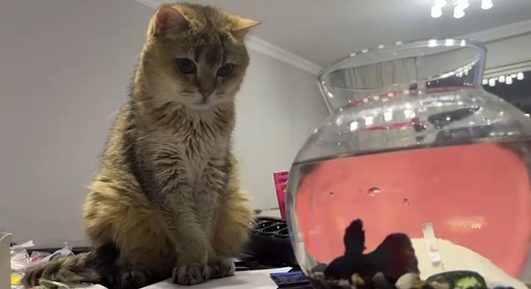 Temizlik Takıntısı ve Tek Noktaya Odaklanma: British Shorthair Artas ve Antidepresana Başladı