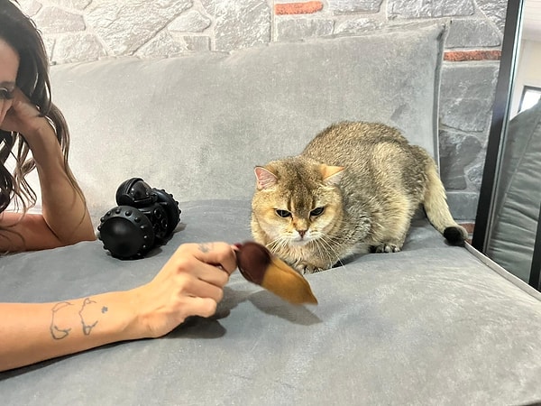 Temizlik Takıntısı ve Tek Noktaya Odaklanma: British Shorthair Artas ve Antidepresana Başladı