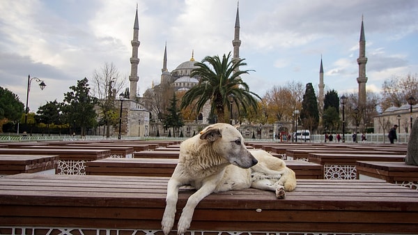İstanbul Sokak Köpeklerini Beslemek Yasaklandı