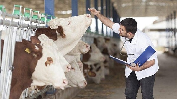 İstanbul’da Şap Karantinası: Şile’de 21 Mahallede Hayvancılık Durduruldu