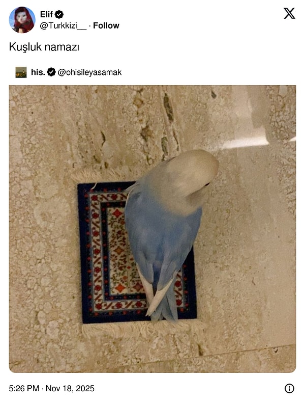 Türkçenin Esnekliğini Mizaha Dönüştüren Çılgın Twitter Yıldızları: Dilin Şakası, Gülüşün Zirvesi!