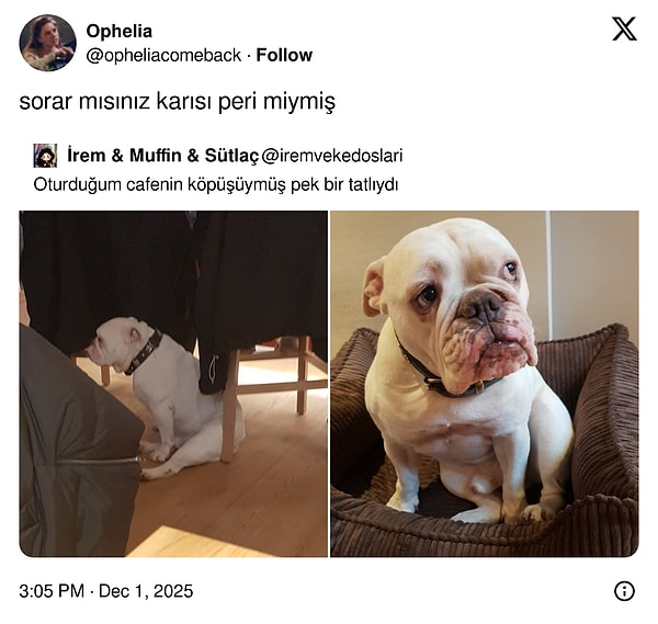 Tacinin Son Halinden Ortam Dizi Uyumsuzluğuna Son 24 Saatin Viral Tweetleri: Gülmekten Düşeceğiniz Anlar!